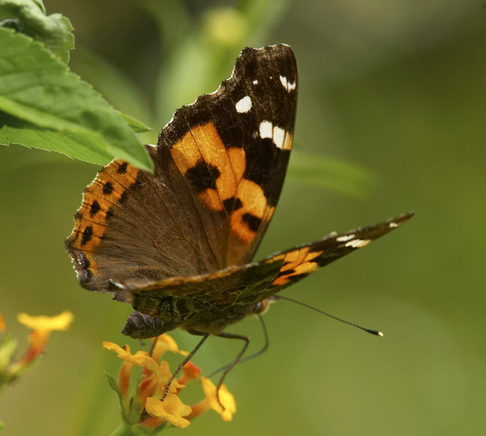 Indian Red Admiral 大紅蛺蝶 Vanessa indica