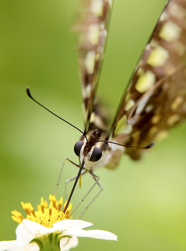 Tailed Jay 統帥青鳳蝶 Graphium agamemnon