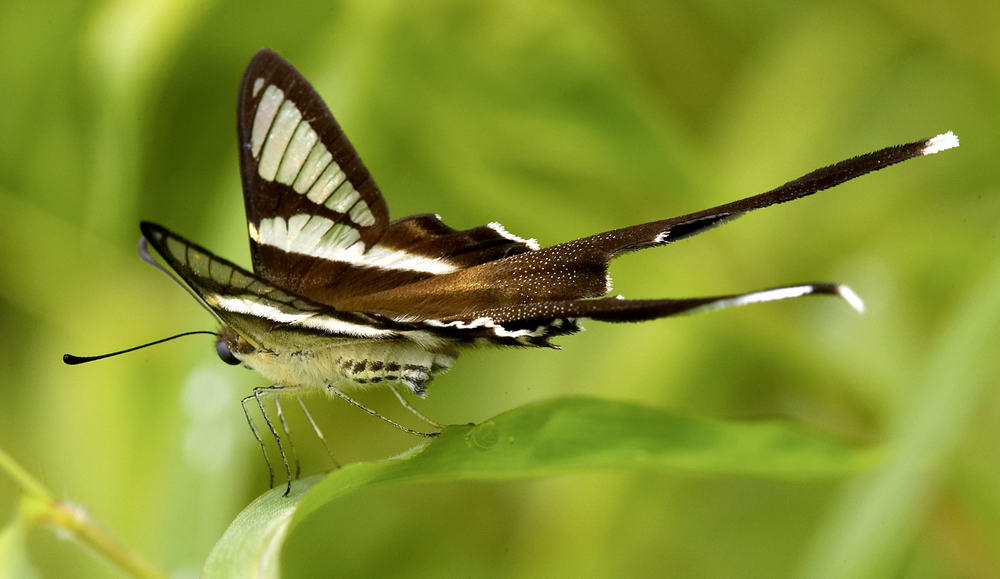 White Dragontail 燕鳳蝶 Lamproptera curius