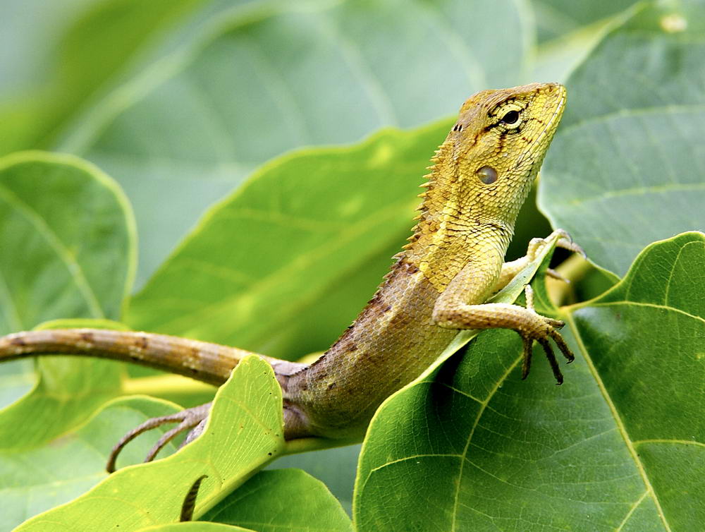 Lizard 變色樹蜥 Calotes vesicolor 