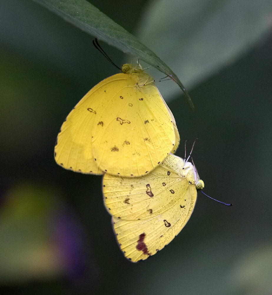 Common Grass Yellow  寬邊黃粉蝶 Eurema hecabe