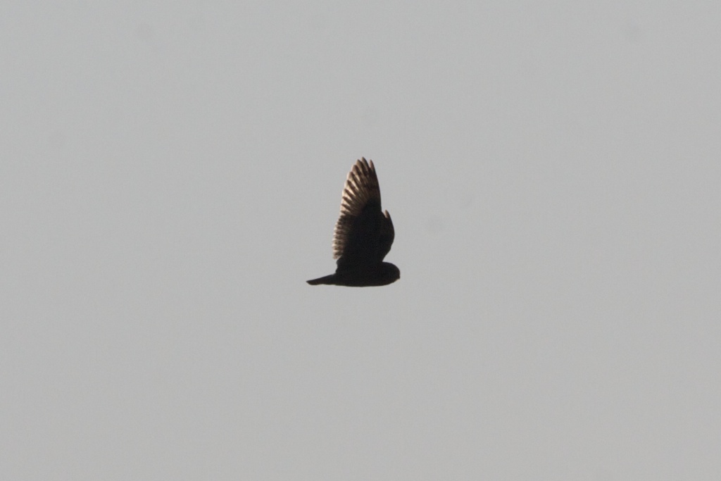Hibou des marais