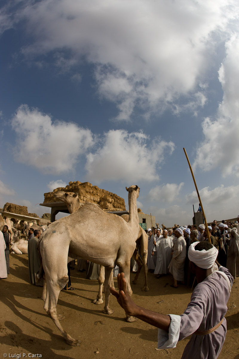 Camel driver and his camel