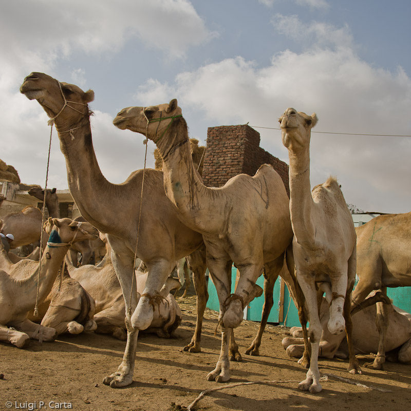 Camels have one leg tied to prevent them to run away