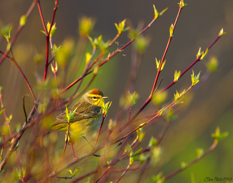 Palm Warbler