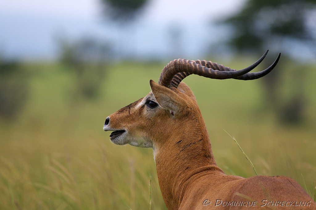 Uganda Kob