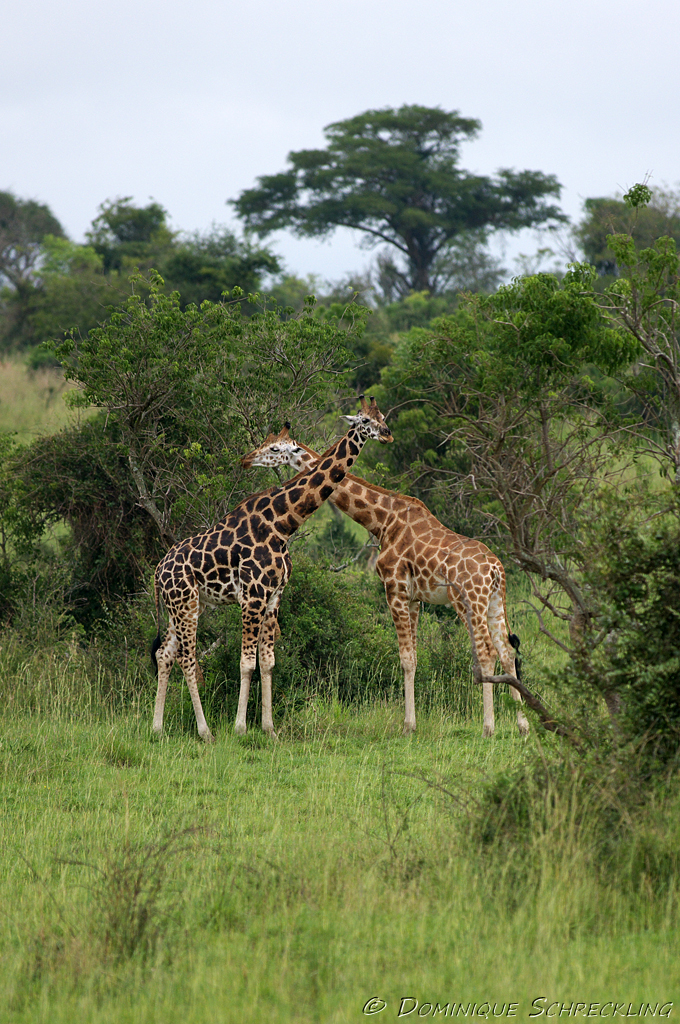 Rothschild Giraffe