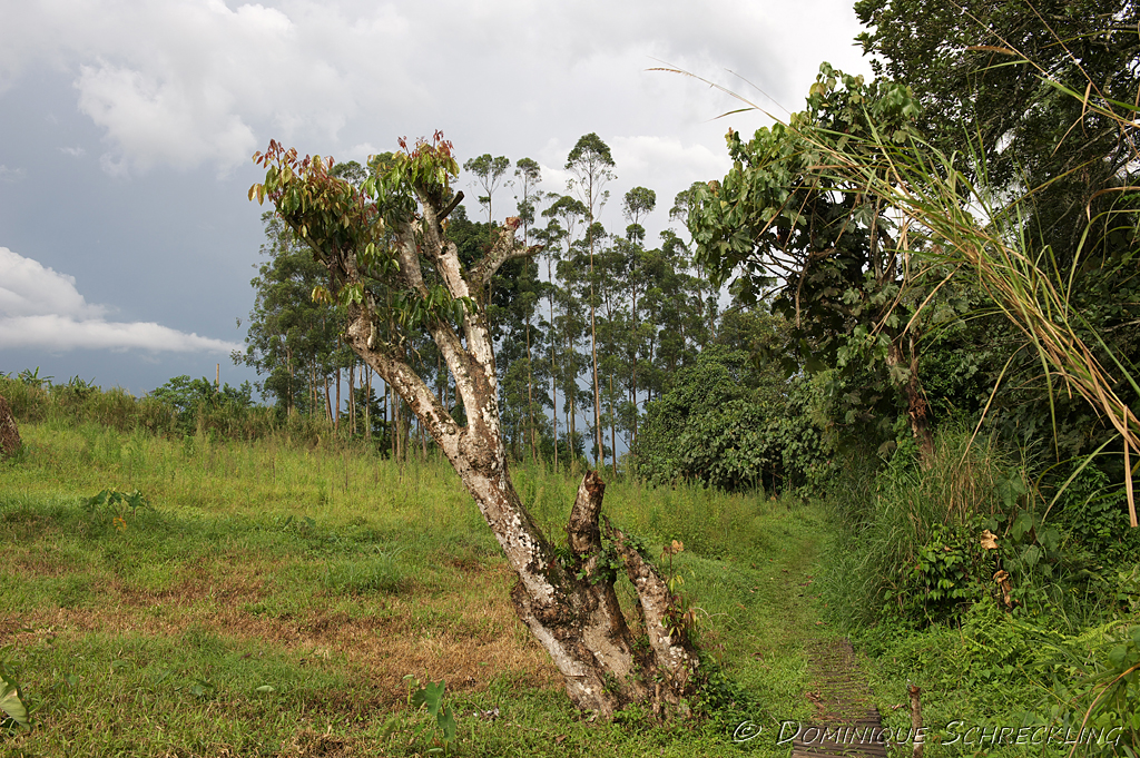 Bigodi Wetland Sanctuary