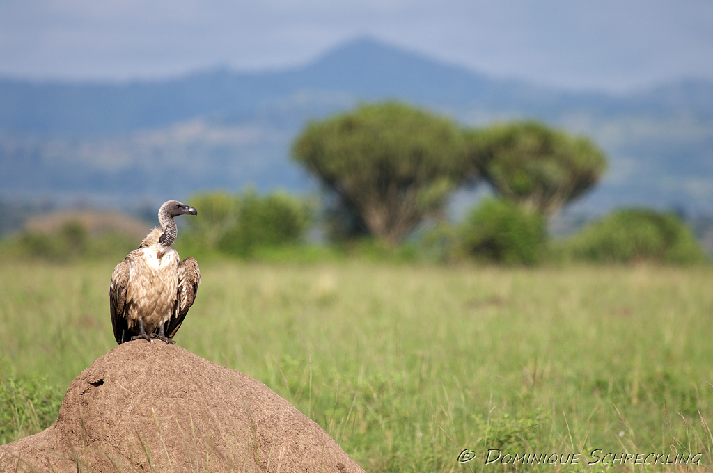 Vulture