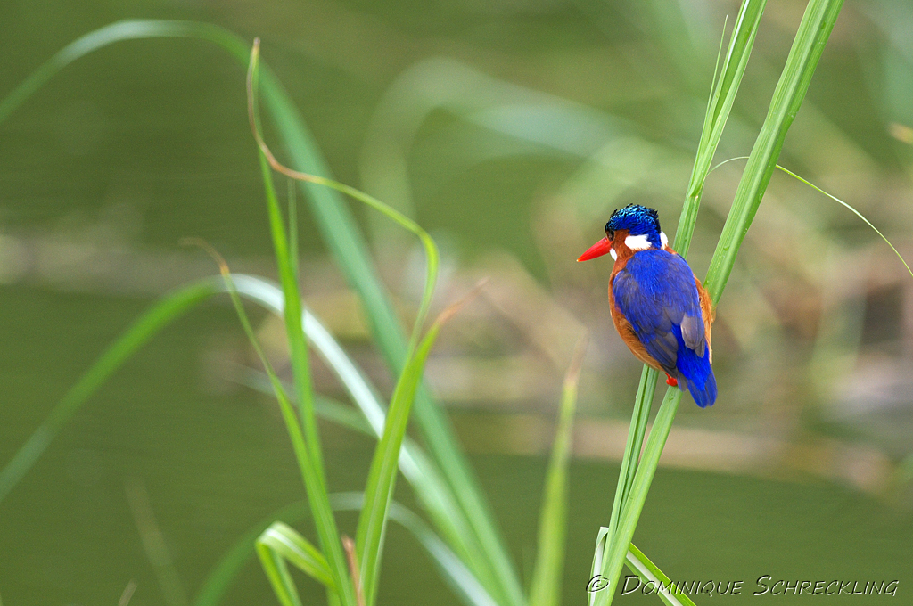 Alcedo cristata