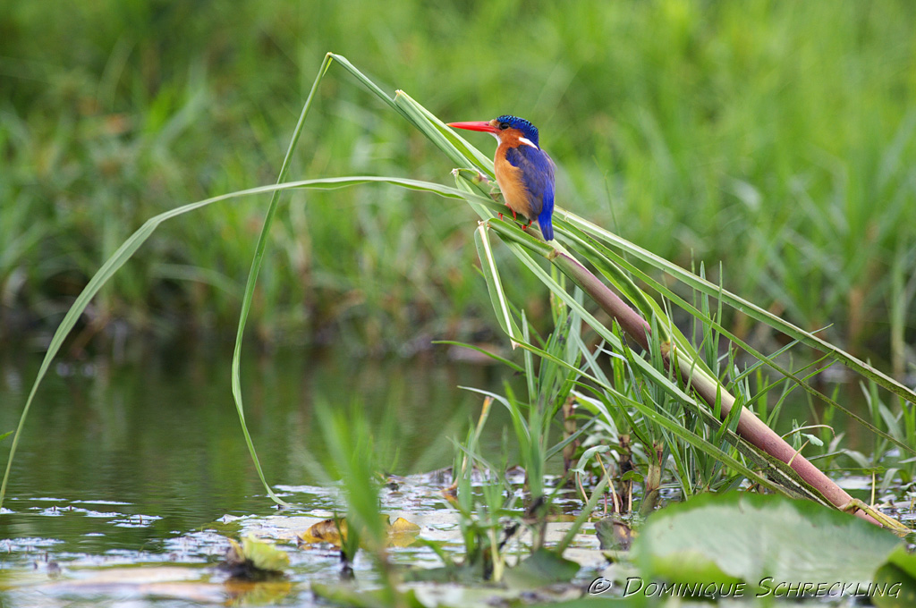 Alcedo cristata