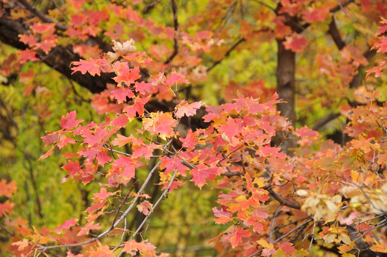 Fall Foliage on City Creek Trail in Pocatello _DSC1895.jpg