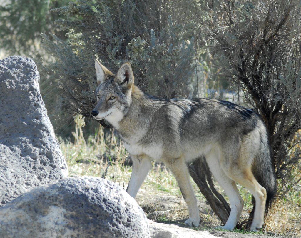 Coyote at Pocatello Zoo _DSC0748.JPG