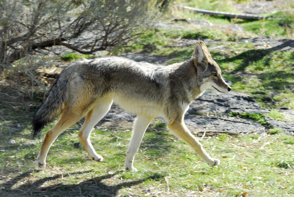 Coyote at Pocatello Zoo _DSC0705.JPG