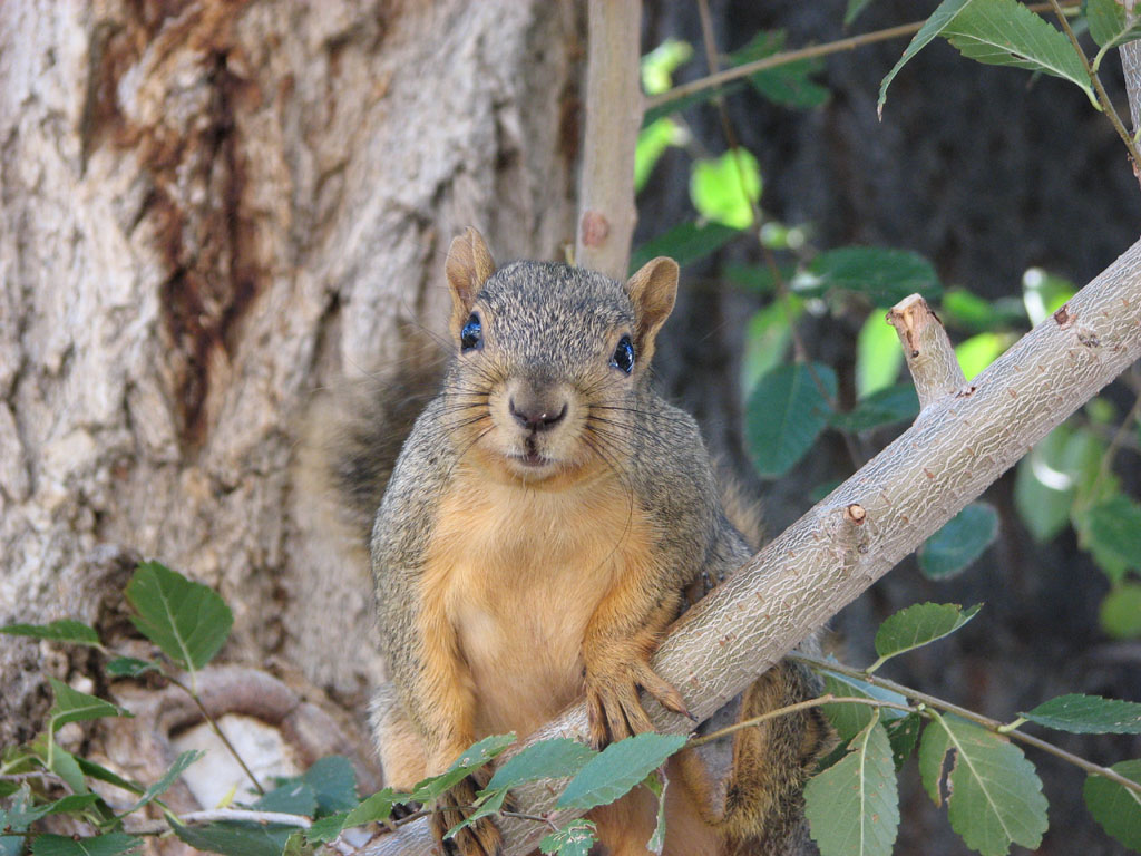 Fox Squirrel Man near ISU Campus smallfile IMG_1504.jpg