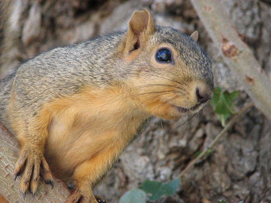 Fox Squirrel Man near ISU Campus smallfile IMG_1507.jpg