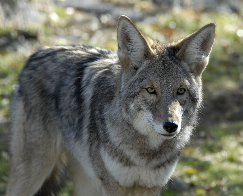 Coyote at Pocatello Zoo _DSC1033.jpg