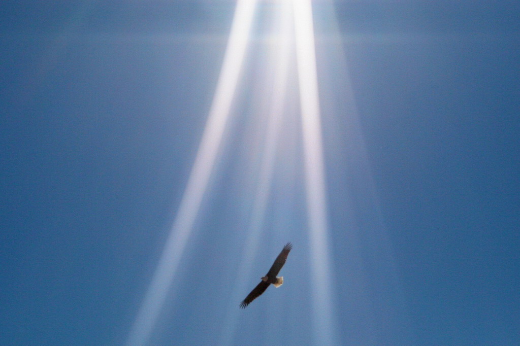I am the Eagle ...