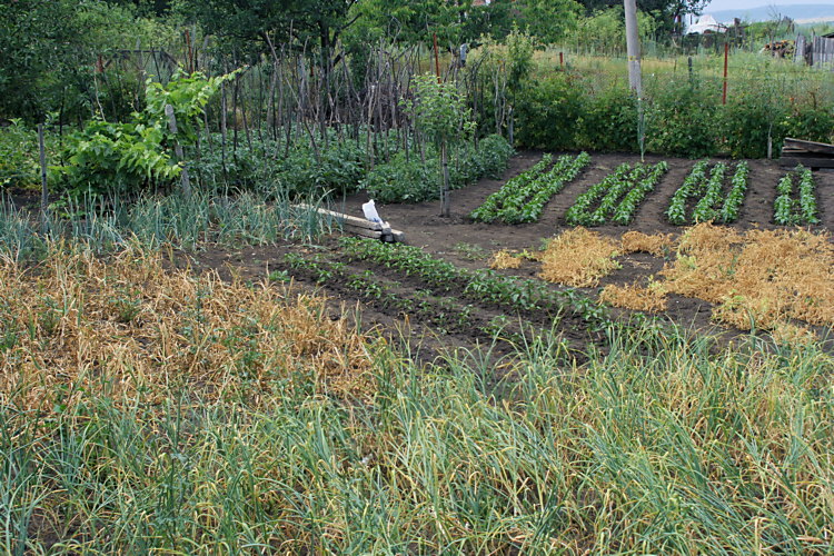 Bulgarian backyard 4879
