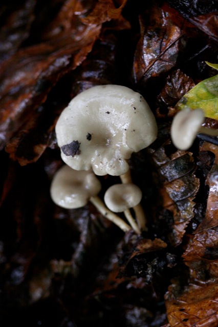 Spieringtrechterzwam - Clitocybe phaeophthalma