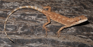 Diporiphora amphiboluroides