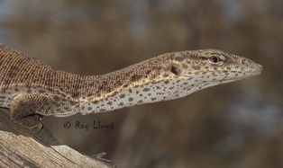 Varanus bushi