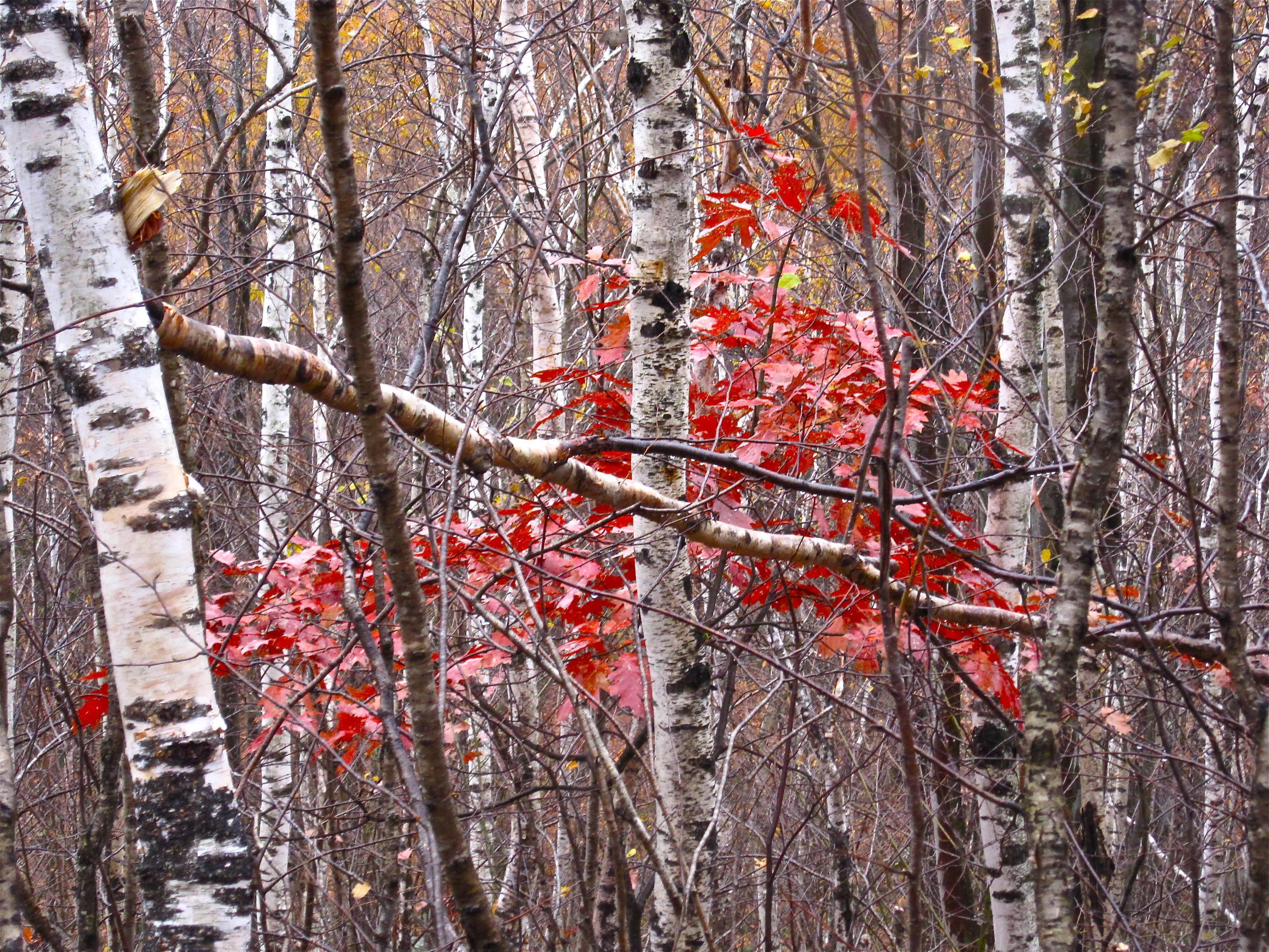 Monadnock State Park