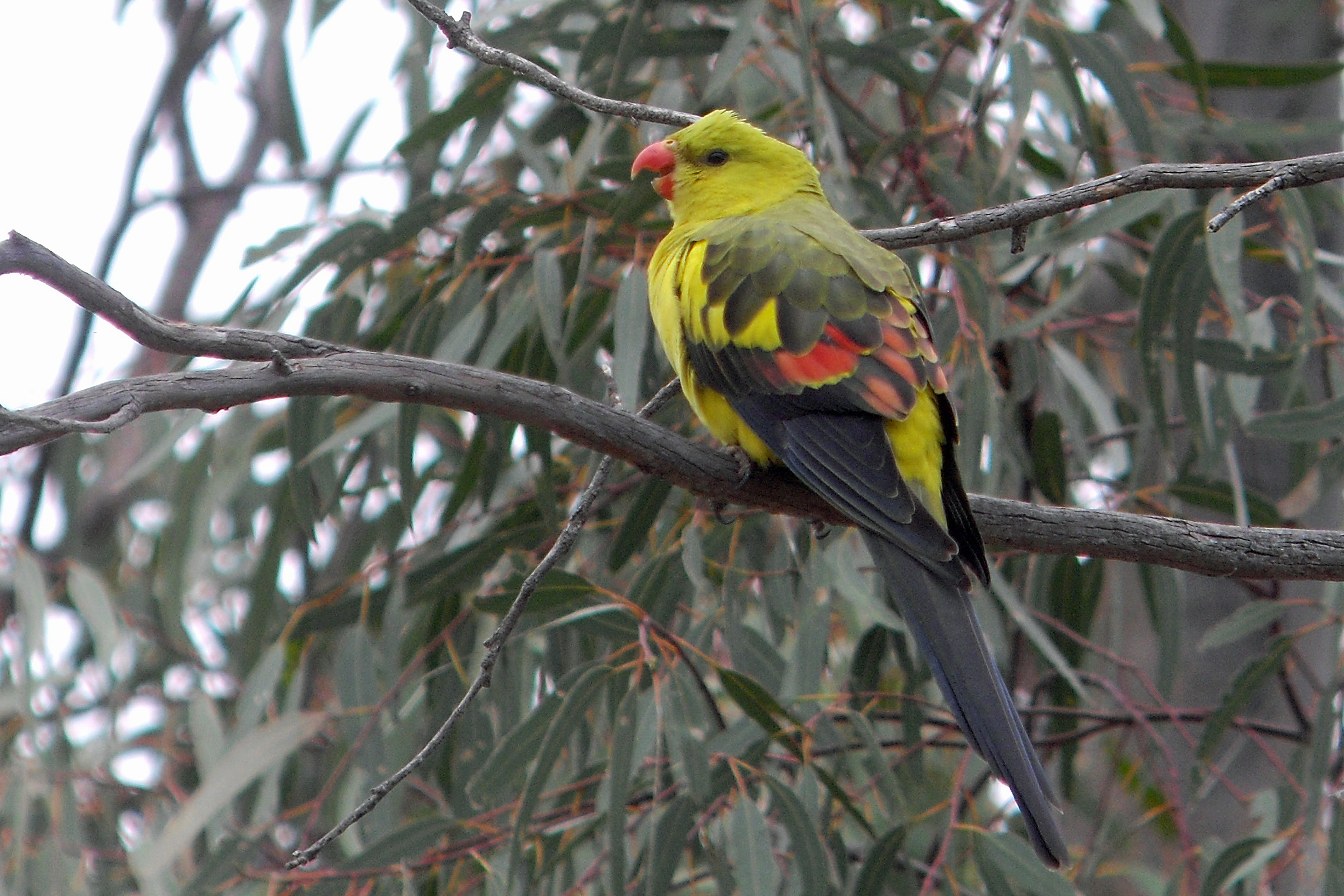 Regent Parrot