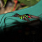 drBird-2.jpg