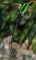 drBird-3.jpg