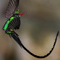 drBird-4.jpg