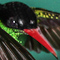 drBird-9.jpg