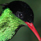 drBird-10.jpg