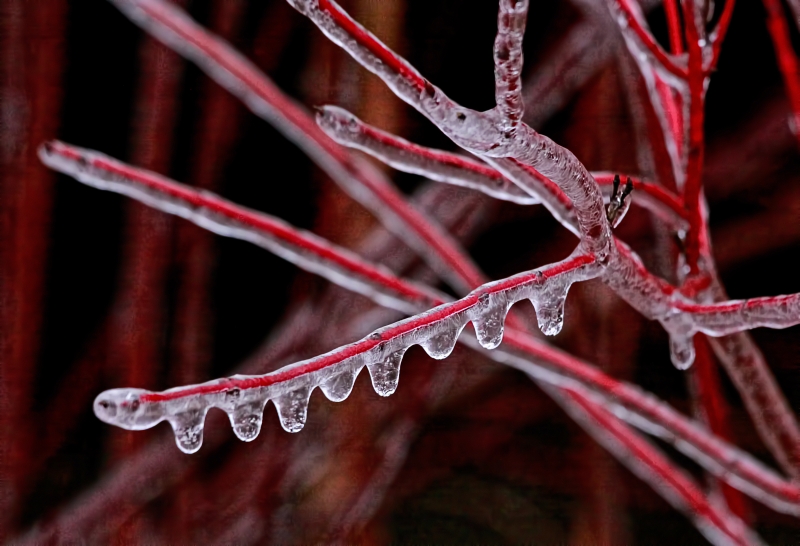 Ice Storm 15