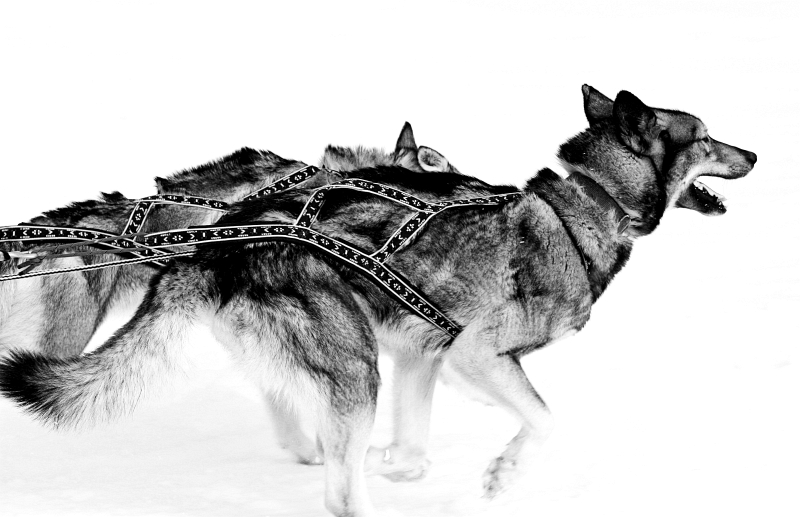 Dog Sled 14a.jpg