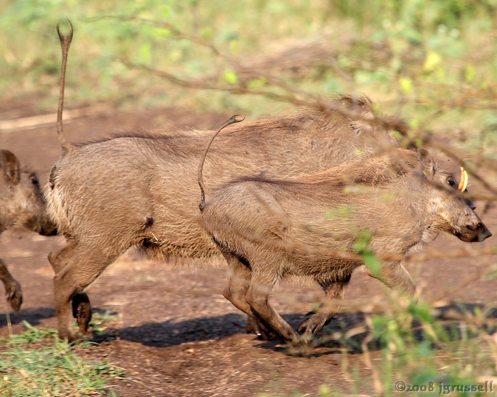 Warthogs on the run