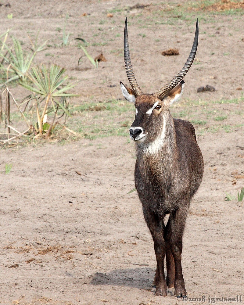 Waterbuck stag