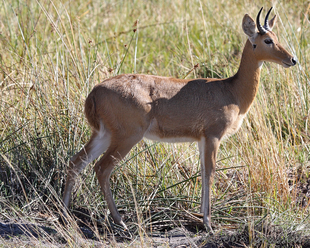 Reedbuck