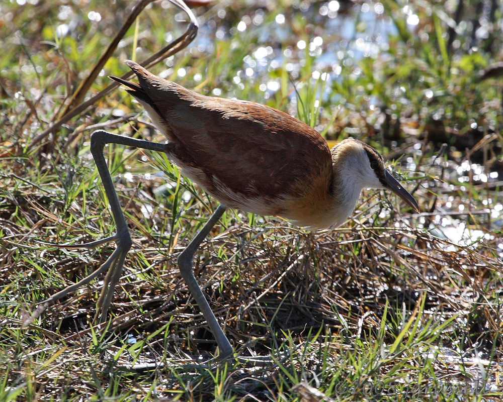 Lesser Jacana