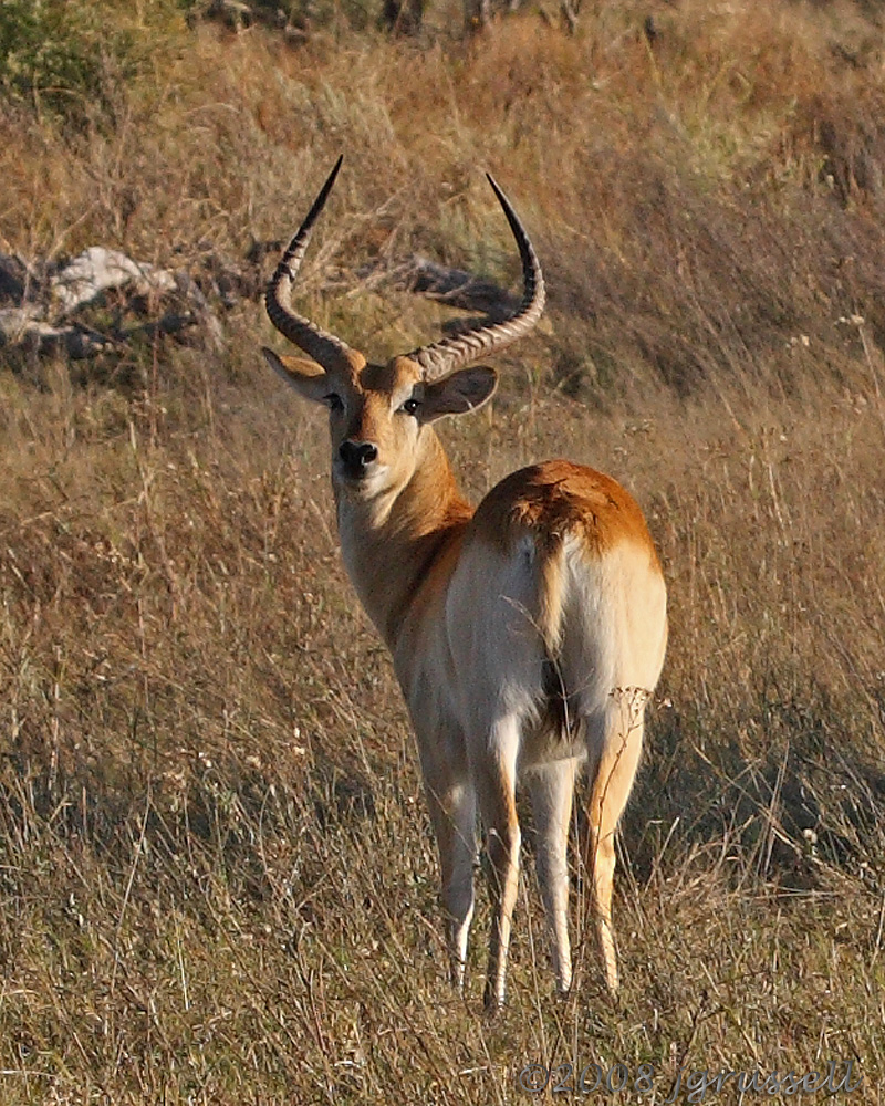 Red lechwe