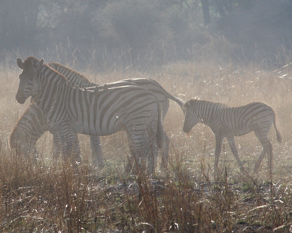 Zebra and baby in morning mist
