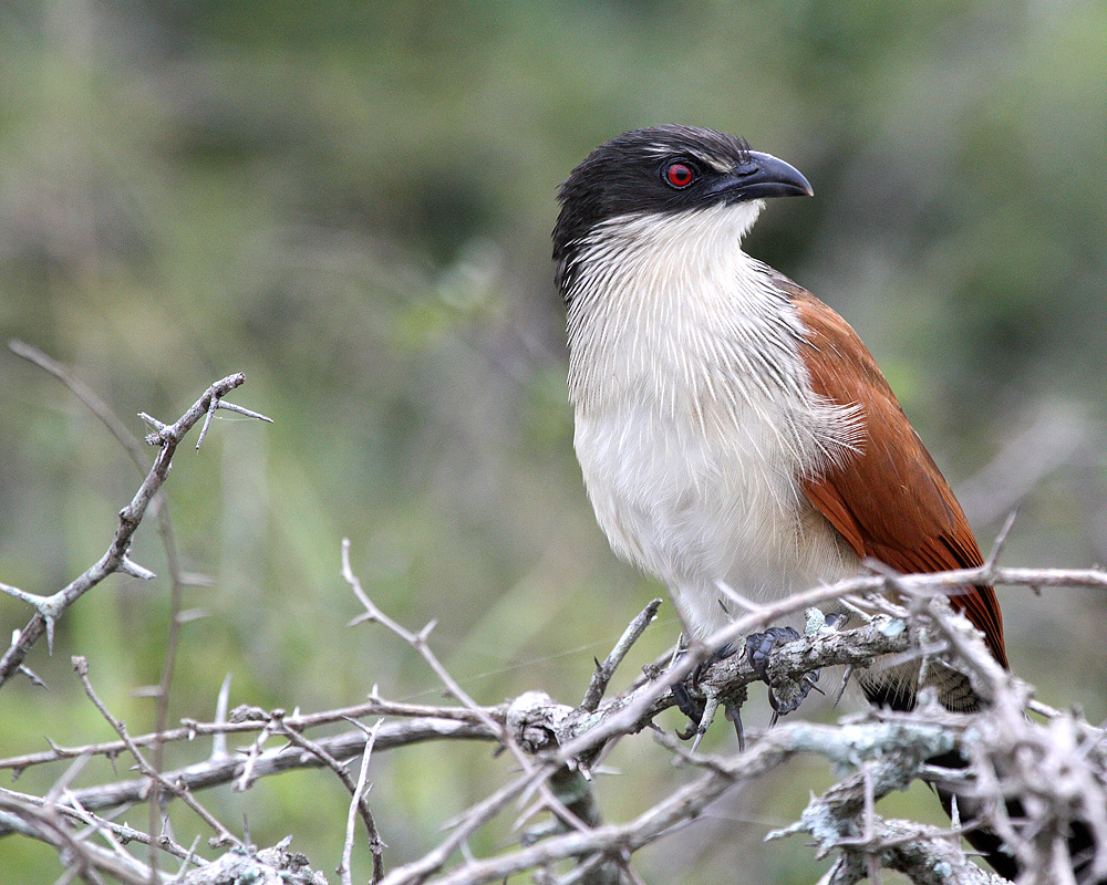 Burchells coucal