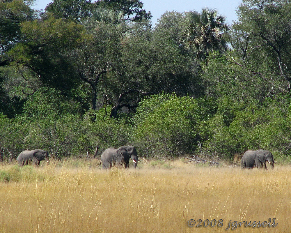 Elephants