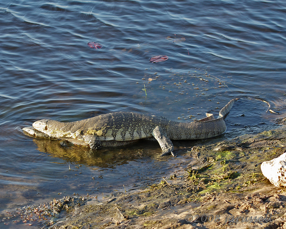 Monitor lizards mating 2