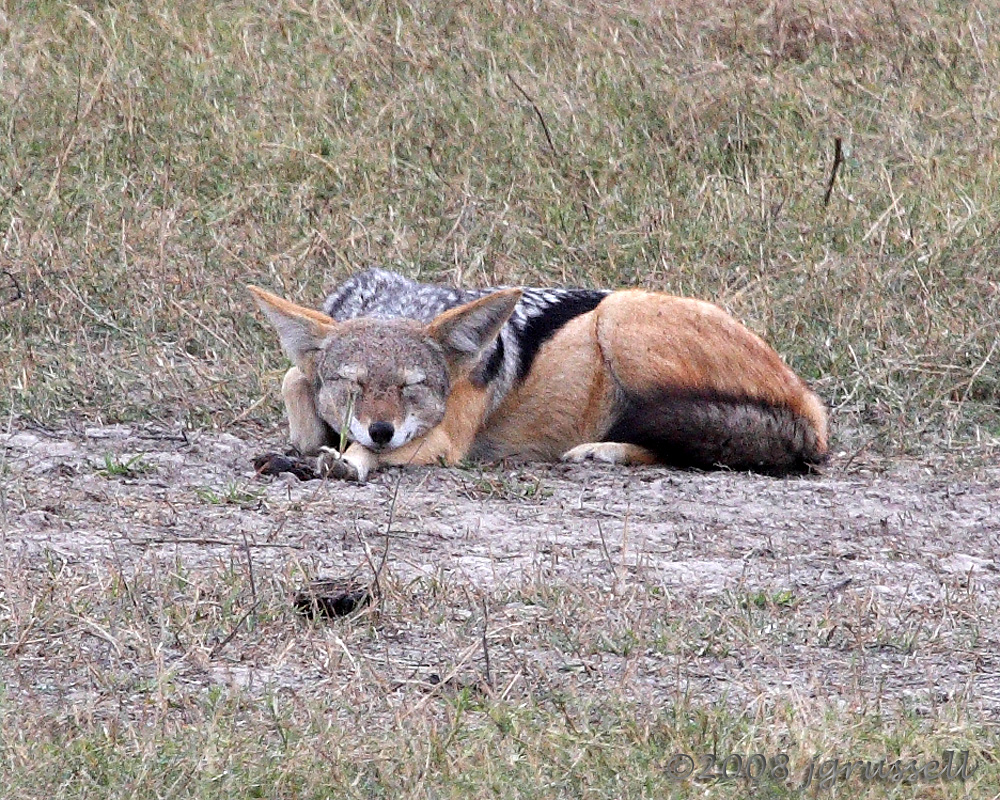 Black-backed jackal