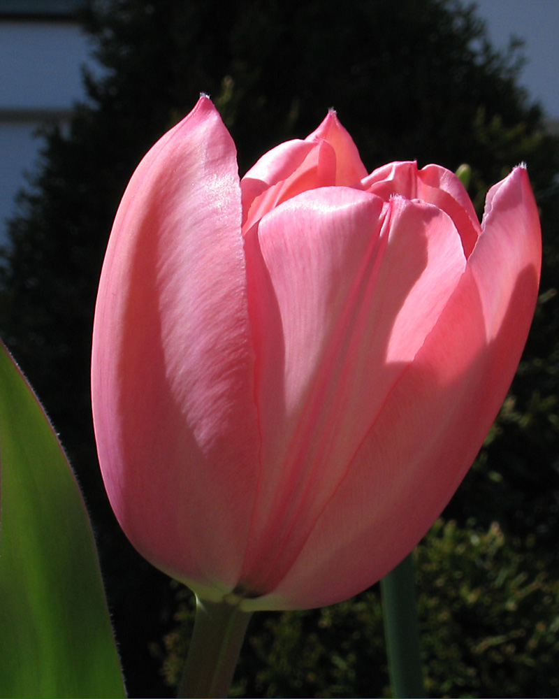 tulip0709.jpg