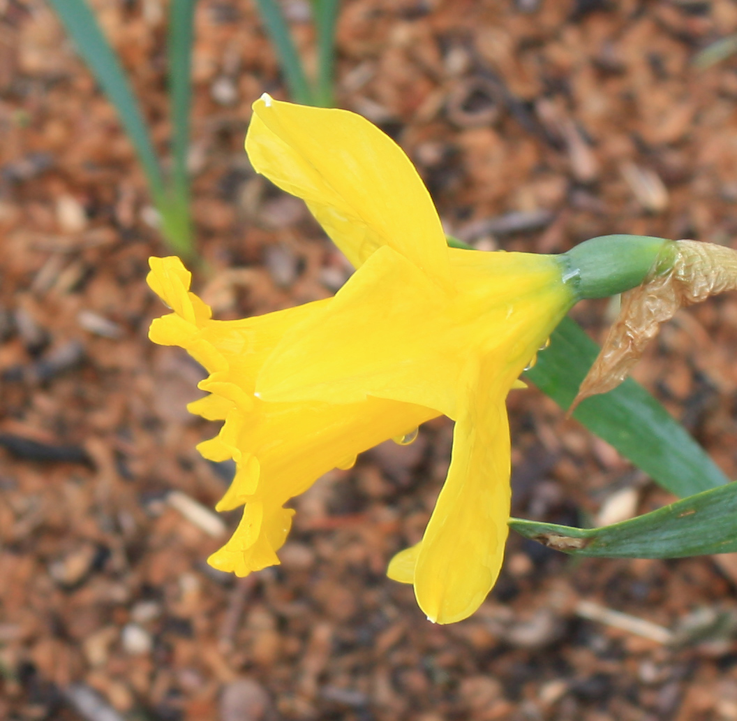 Daffodil