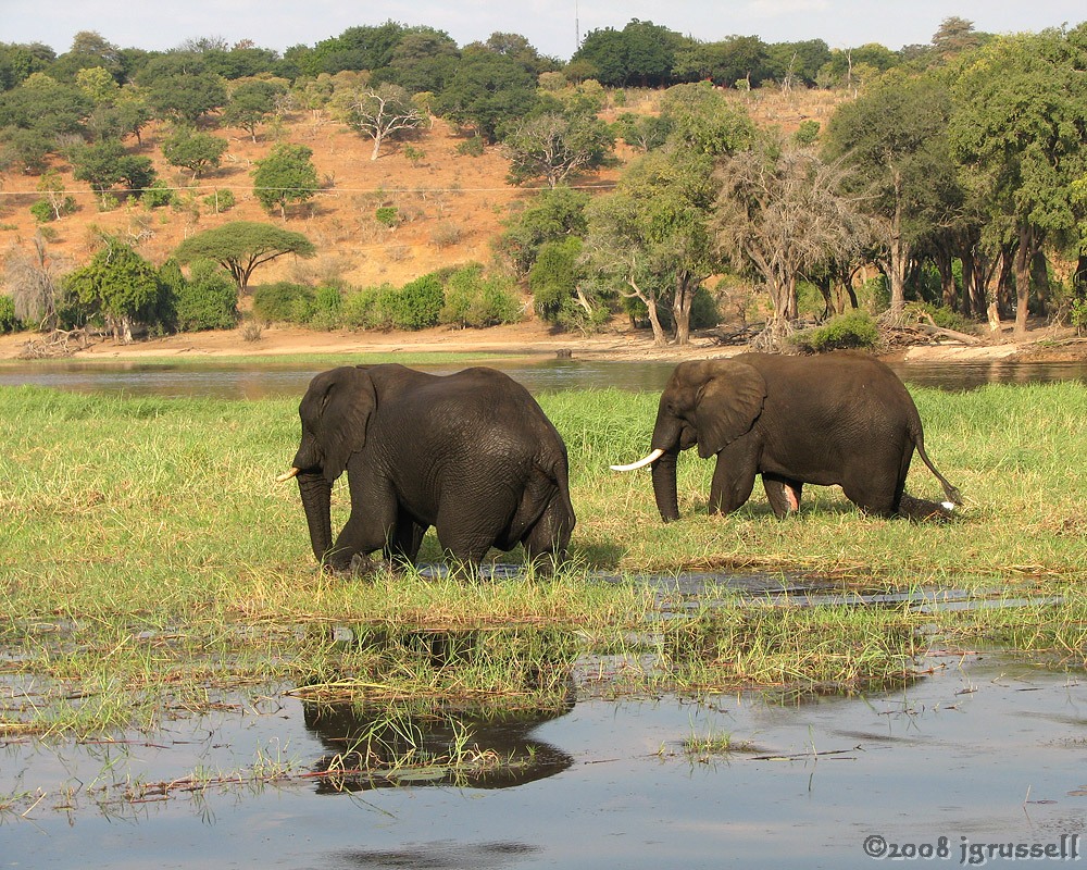 Elephants at the Chobe River