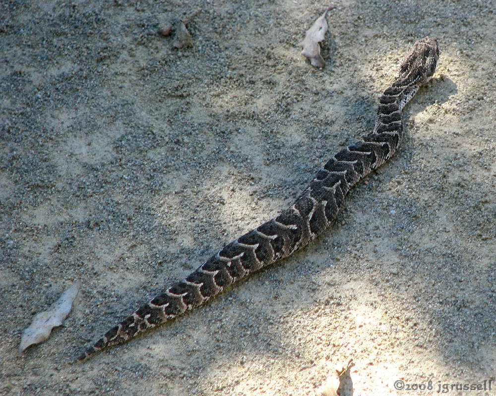 Baby puff adder