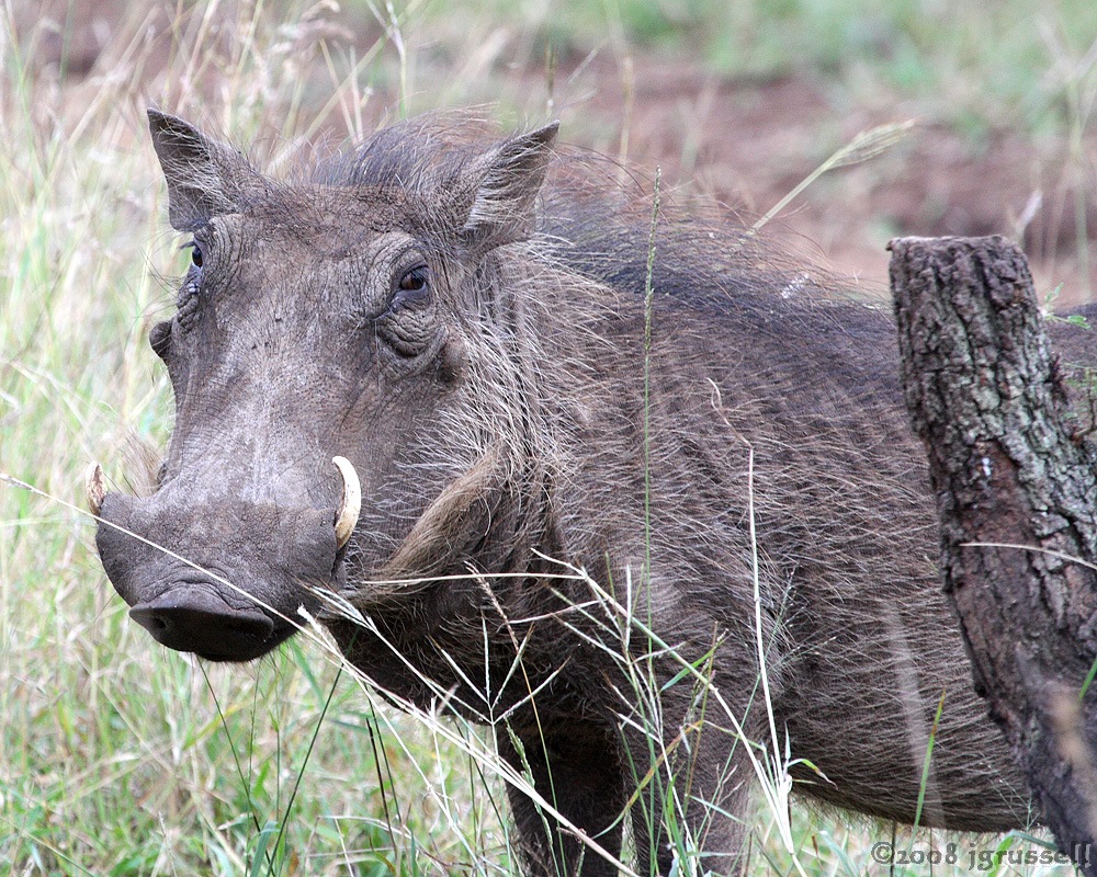 Warthog